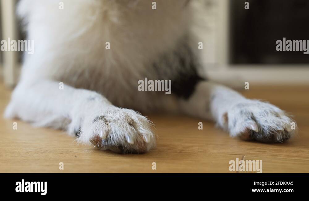 White and black dog puts its head on to the paws. Mixed breeds dog