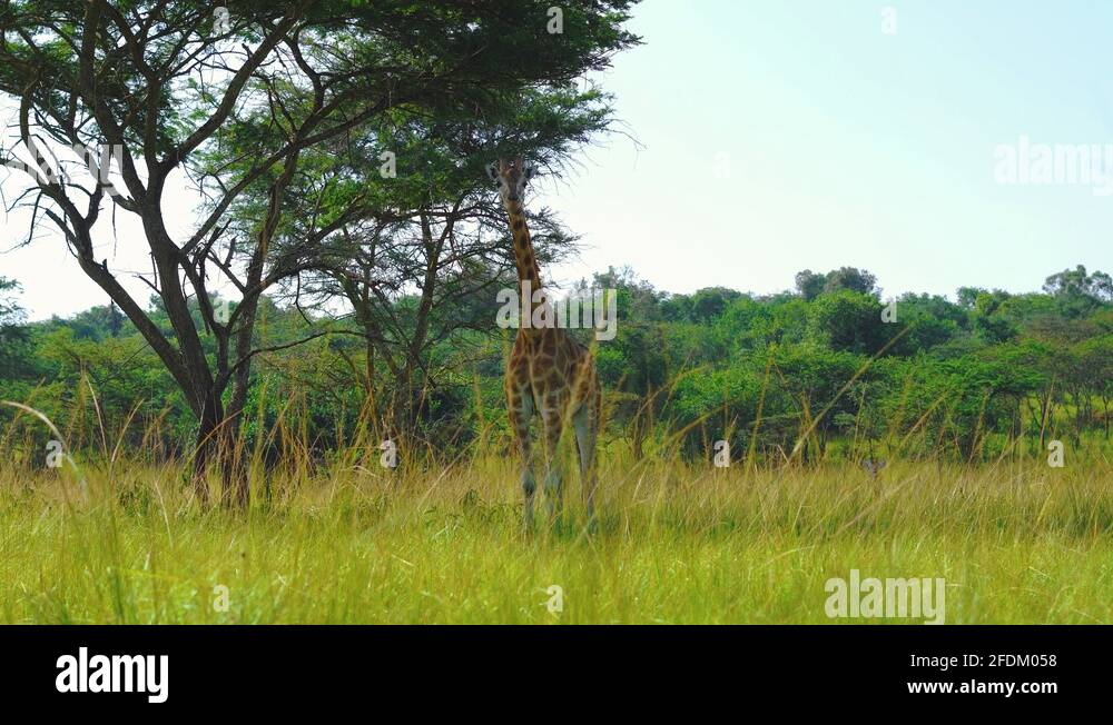 Giraffe eating in a savannas in Africa. Wild animal in nature