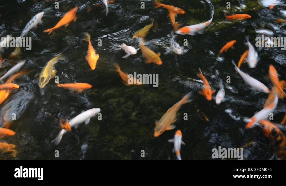 Freshwater fish of china Stock Videos &amp; Footage - HD and 4K Video Clips ...