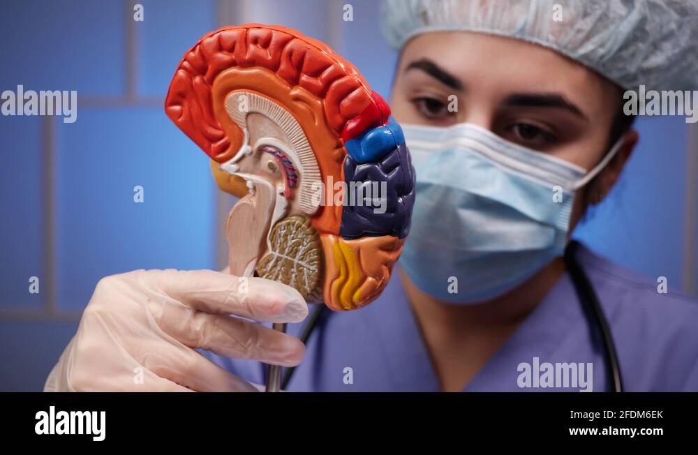 Female anatomy model Stock Videos & Footage - HD and 4K Video Clips - Alamy