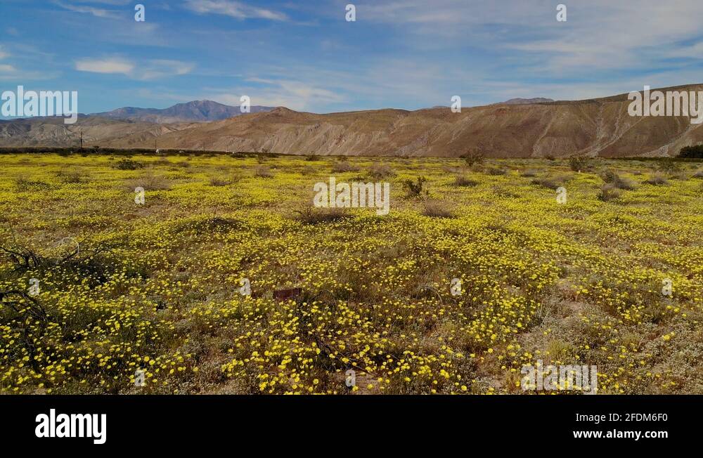 Cinematic aerial flyover of wildflowers super bloom at Anza Borrego State Park Stock Video