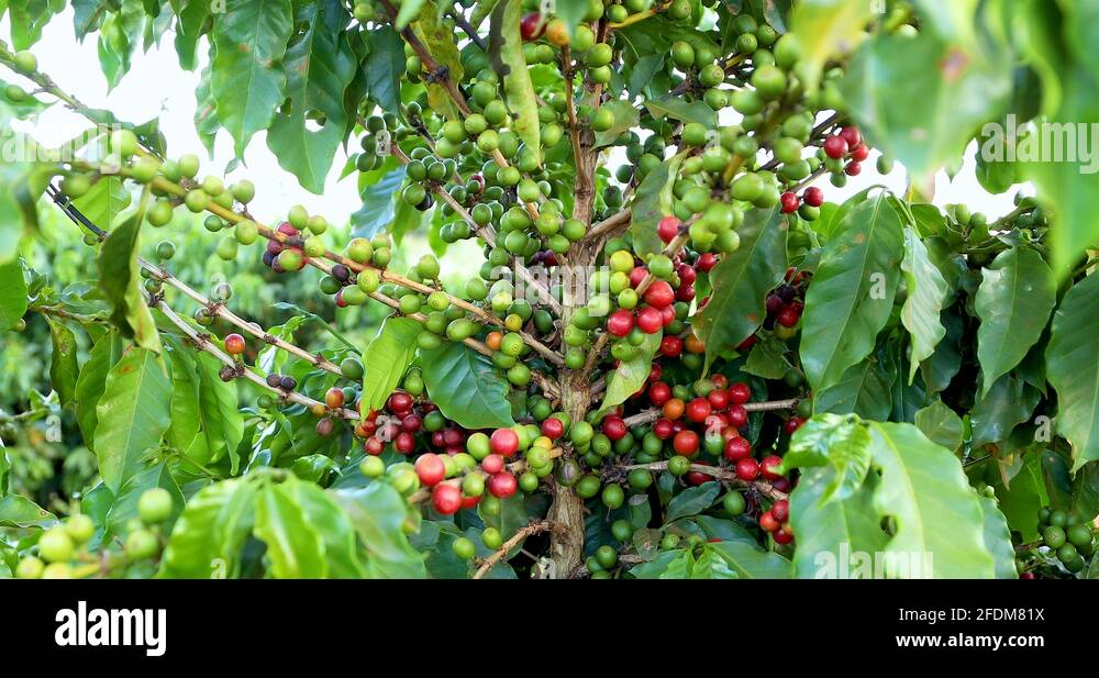 Fruit of coffee plant Stock Videos & Footage HD and 4K Video Clips