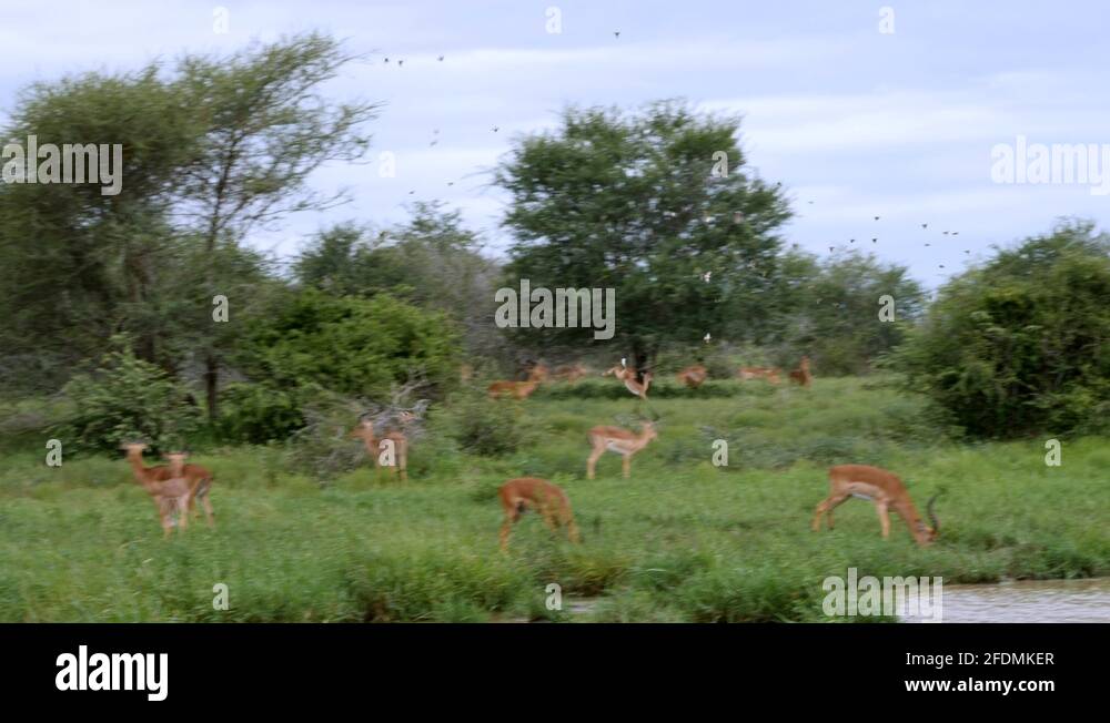 Springbok group running Stock Videos & Footage HD and 4K Video Clips