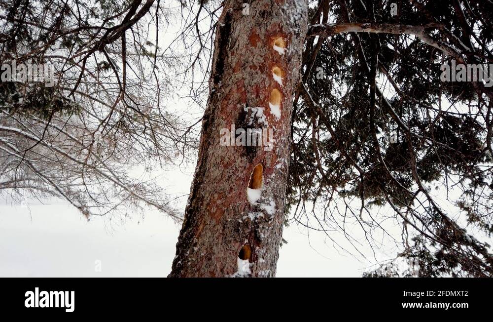 Woodpecker tree damage Stock Videos & Footage HD and 4K Video Clips