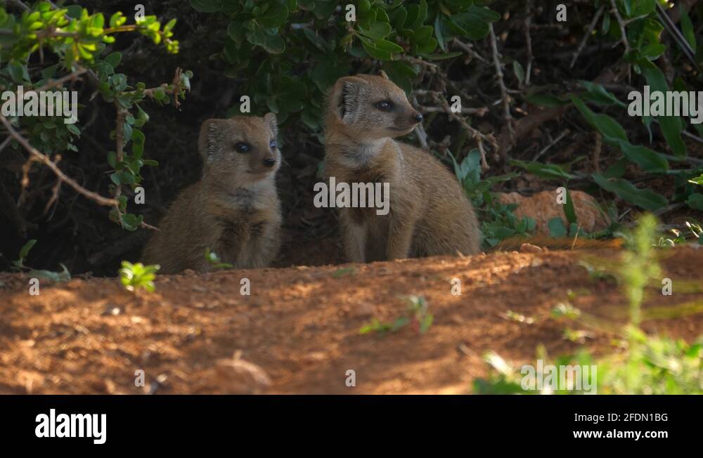 Family of mongeese Stock Videos & Footage HD and 4K Video Clips Alamy