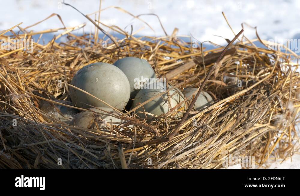 Duck nest eggs Stock Videos & Footage HD and 4K Video Clips Alamy