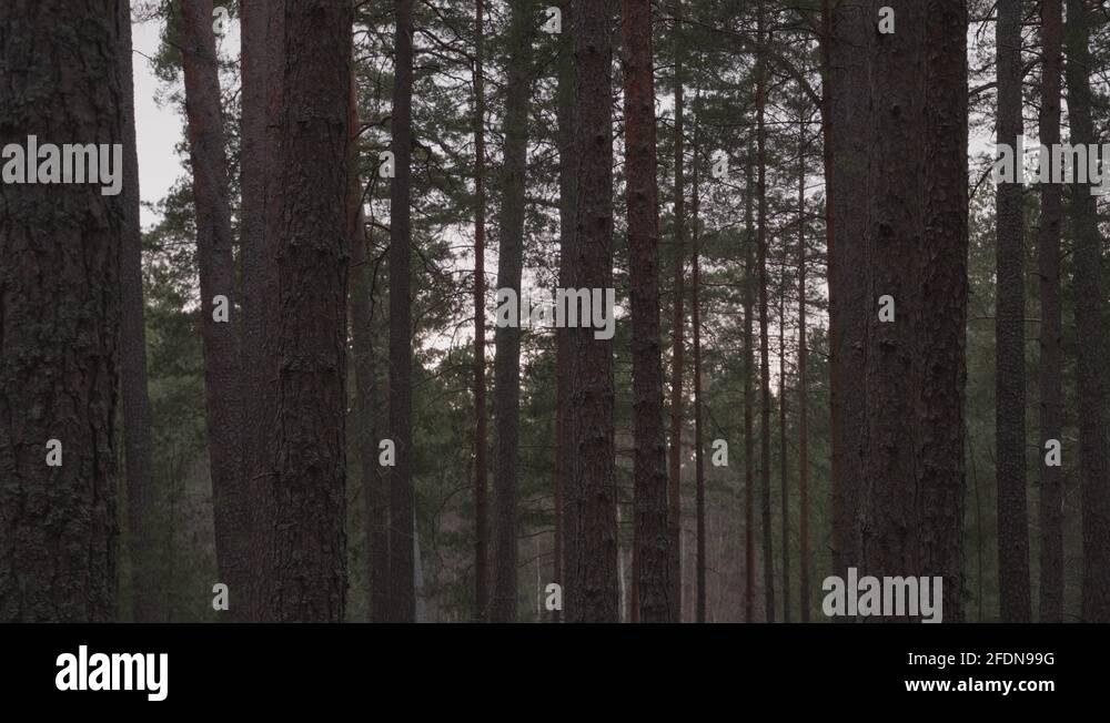 Light Leaking Through Pine Trees Blowing in The Wind on a Cloudy Day Stock Video Footage Alamy