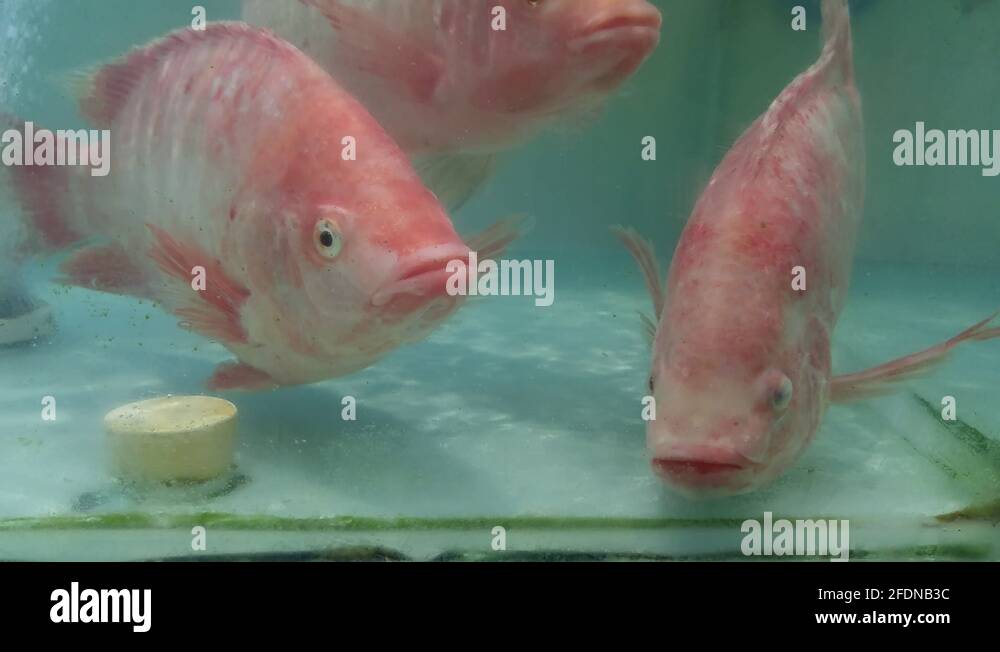 Pink fish are on sale in the fish section of the supermarket Stock