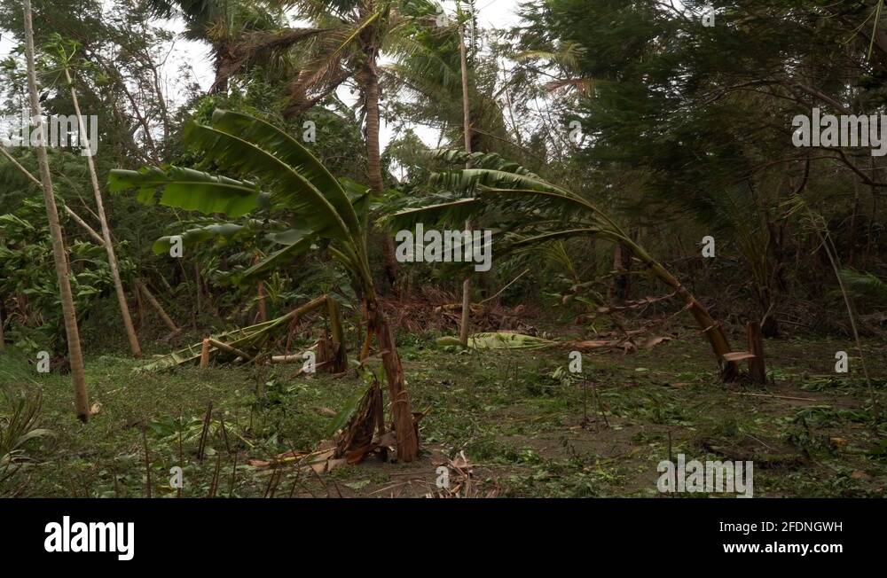 Banana trees in strong wind Stock Videos & Footage - HD and 4K Video ...