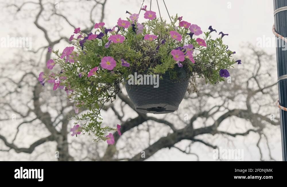 Purple hanging basket Stock Videos & Footage - HD and 4K Video Clips