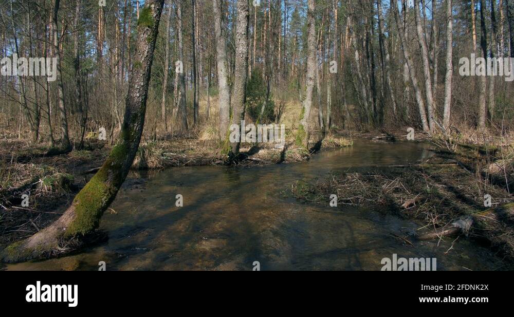 Stream water across trees in Stock Videos & Footage - HD and 4K Video ...