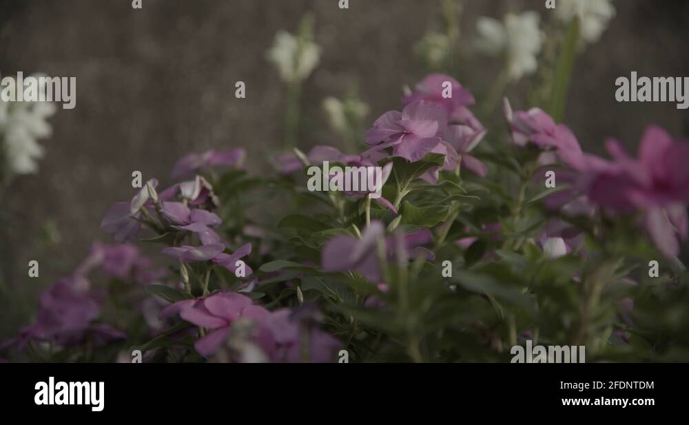 Houston texas flower field Stock Videos & Footage HD and 4K Video