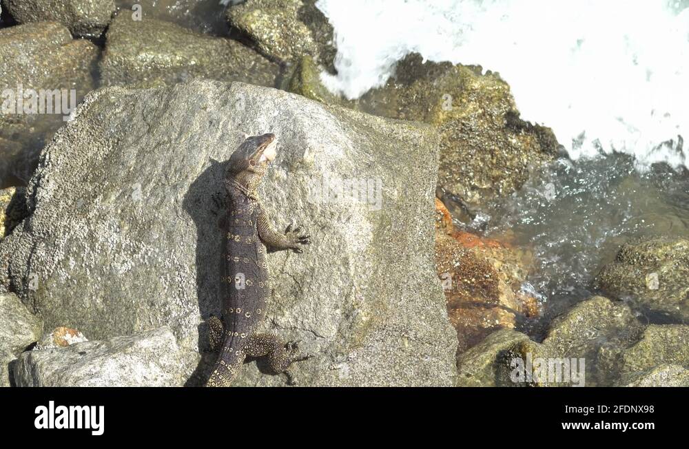 Monitor lizard bite the meat at rock Stock Video Footage Alamy