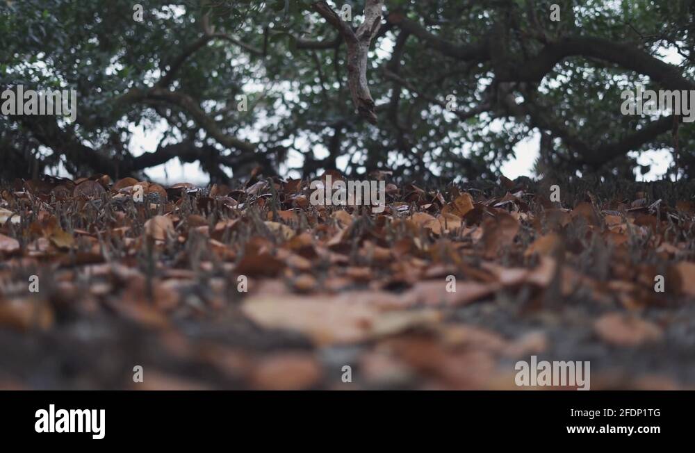 Angles in nature Stock Videos & Footage HD and 4K Video Clips Alamy