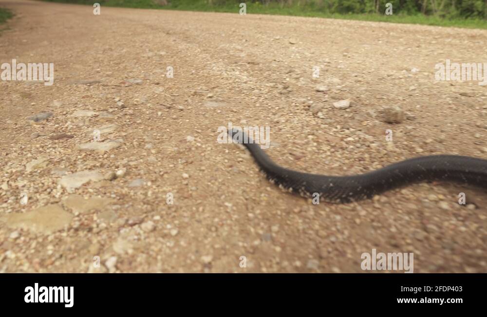 Snake slithering Stock Videos & Footage HD and 4K Video Clips Alamy