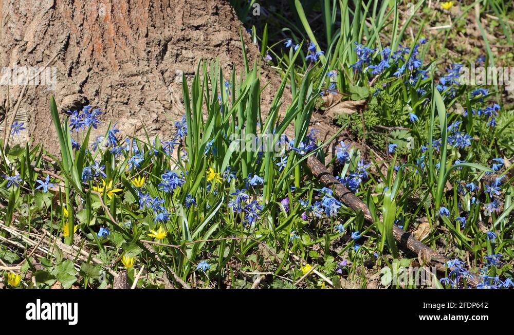 Scilla odorata Stock Videos & Footage - HD and 4K Video Clips - Alamy