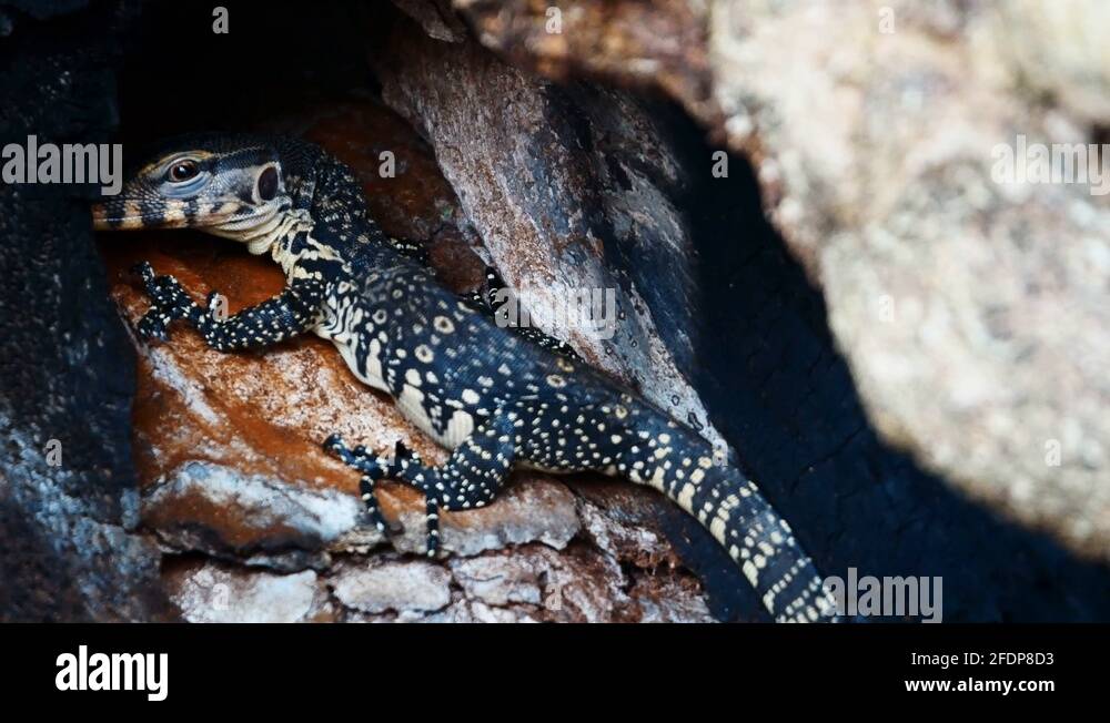 Hide lizard Stock Videos & Footage HD and 4K Video Clips Alamy