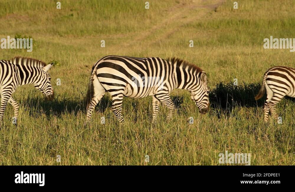 Line of zebras Stock Videos & Footage HD and 4K Video Clips Alamy