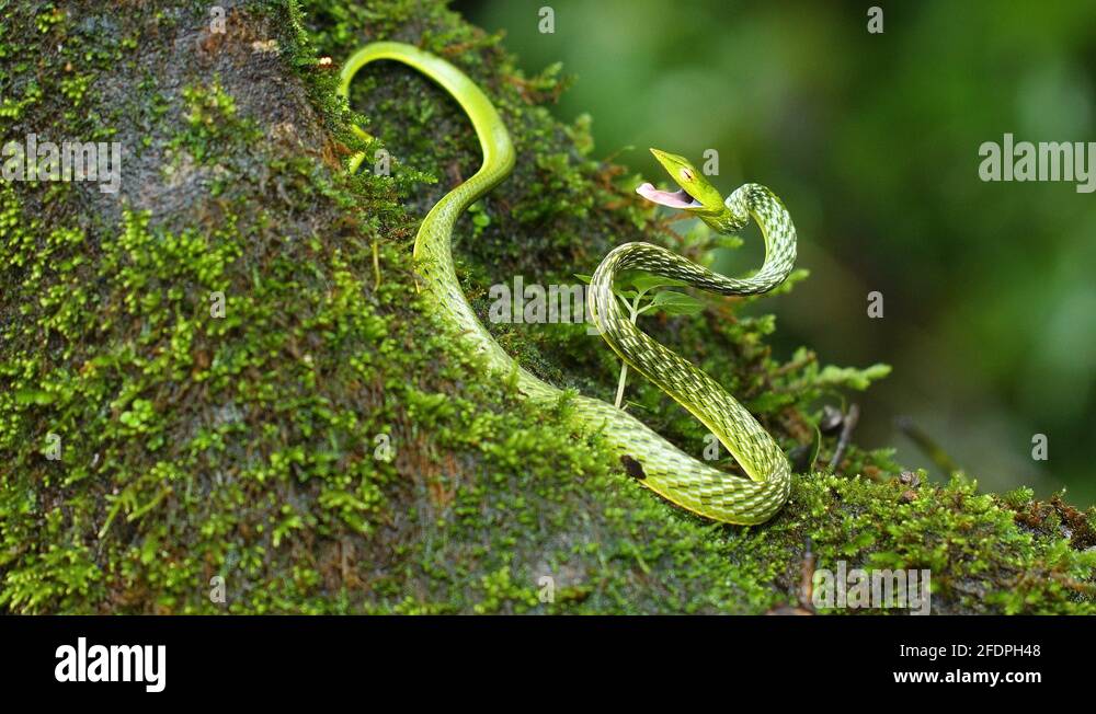 A Green vine snake in a attacking posture with its mouth wide open ...