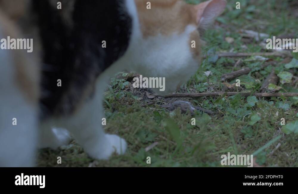 Mouse and cat illustration Stock Videos & Footage - HD and 4K Video