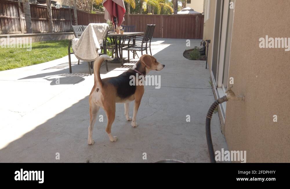 Dog open door Stock Videos & Footage HD and 4K Video Clips Alamy