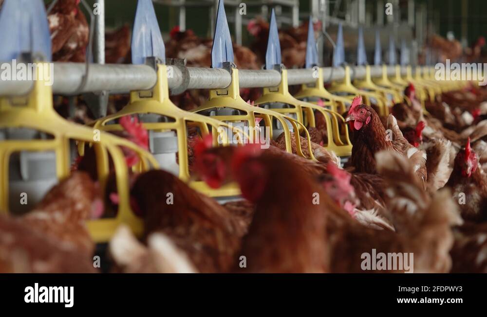 Poultry pen Stock Videos & Footage HD and 4K Video Clips Alamy