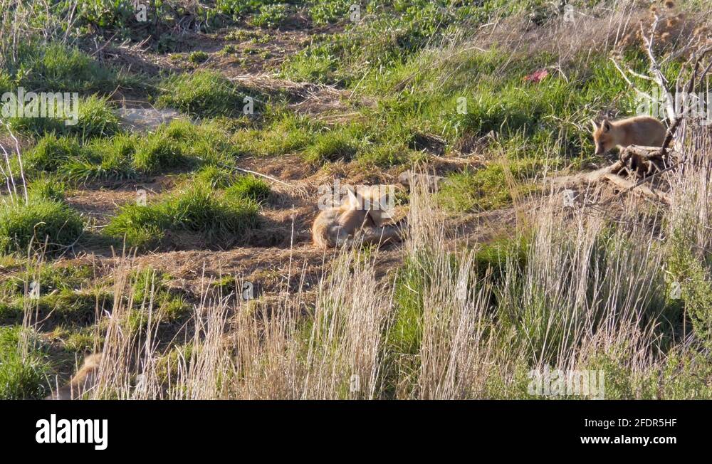 Baby red foxes practice hunting by playing, wrestling and fighting