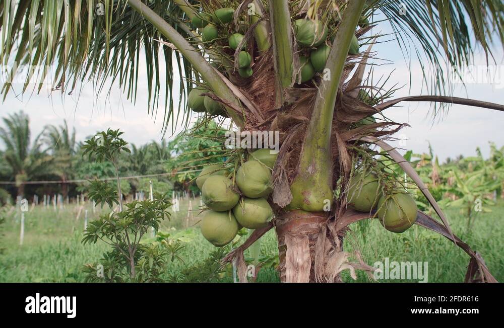 Many coconuts on a dwarf coconut tree at a vegetation farm in Thailand