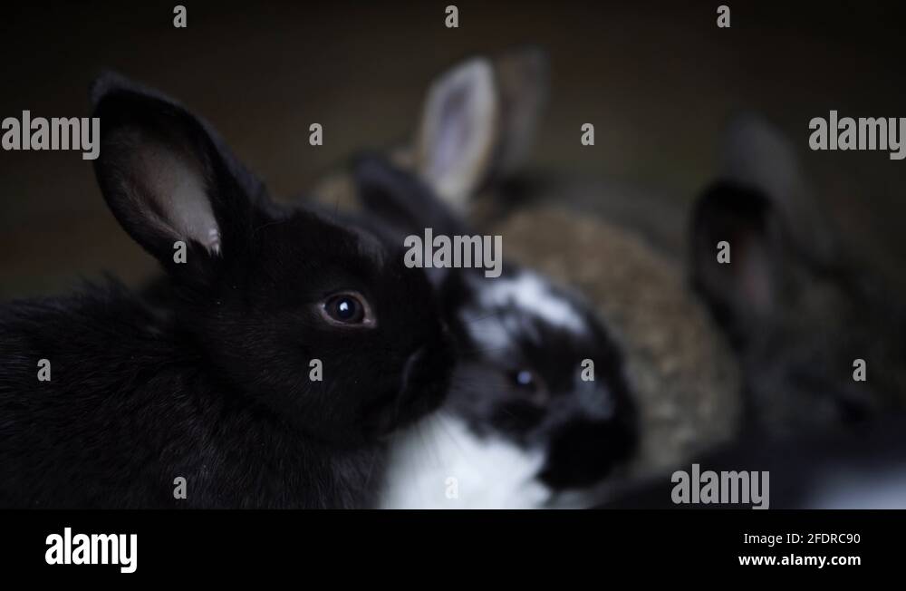 Four different colored baby rabbits eating food together in their cage