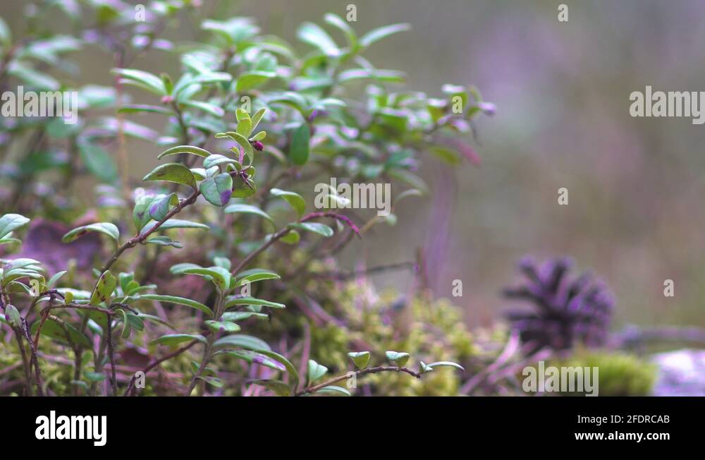 Pine level Stock Videos & Footage HD and 4K Video Clips Alamy