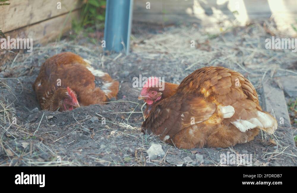 Dust lice Stock Videos & Footage HD and 4K Video Clips Alamy