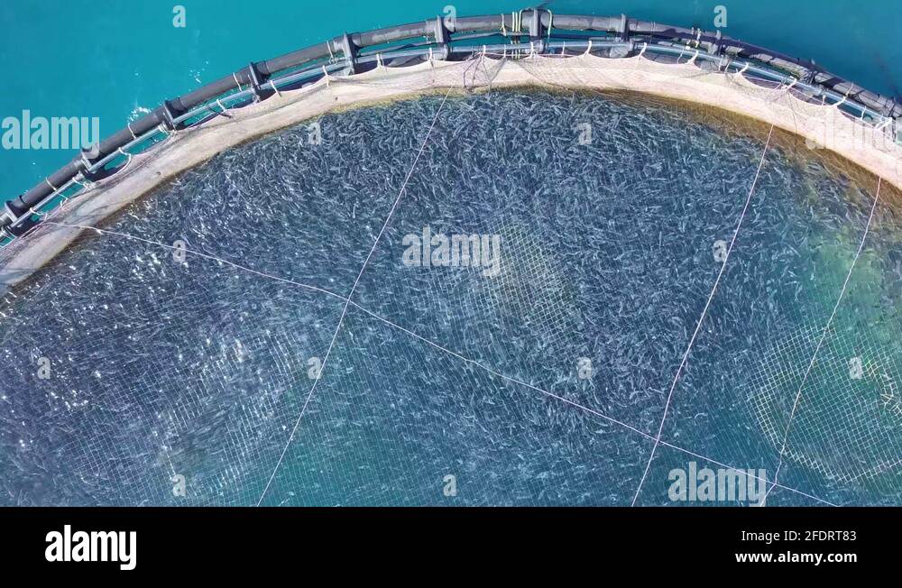 Pool cage Stock Videos & Footage HD and 4K Video Clips Alamy