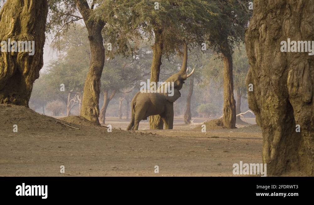 African elephant reaching with trunk up to eat leaves in tree. Mana