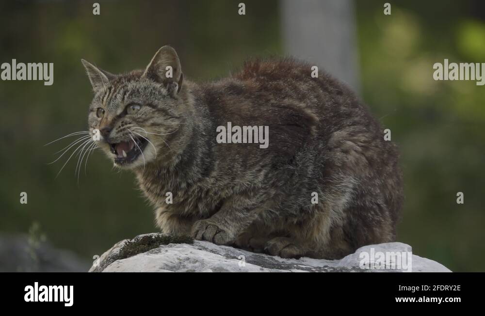 Cat on the rock Stock Videos & Footage - HD and 4K Video Clips - Alamy
