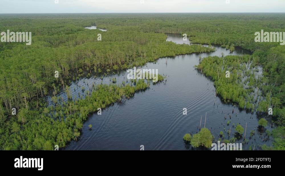 Florida forest festival Stock Videos & Footage HD and 4K Video Clips