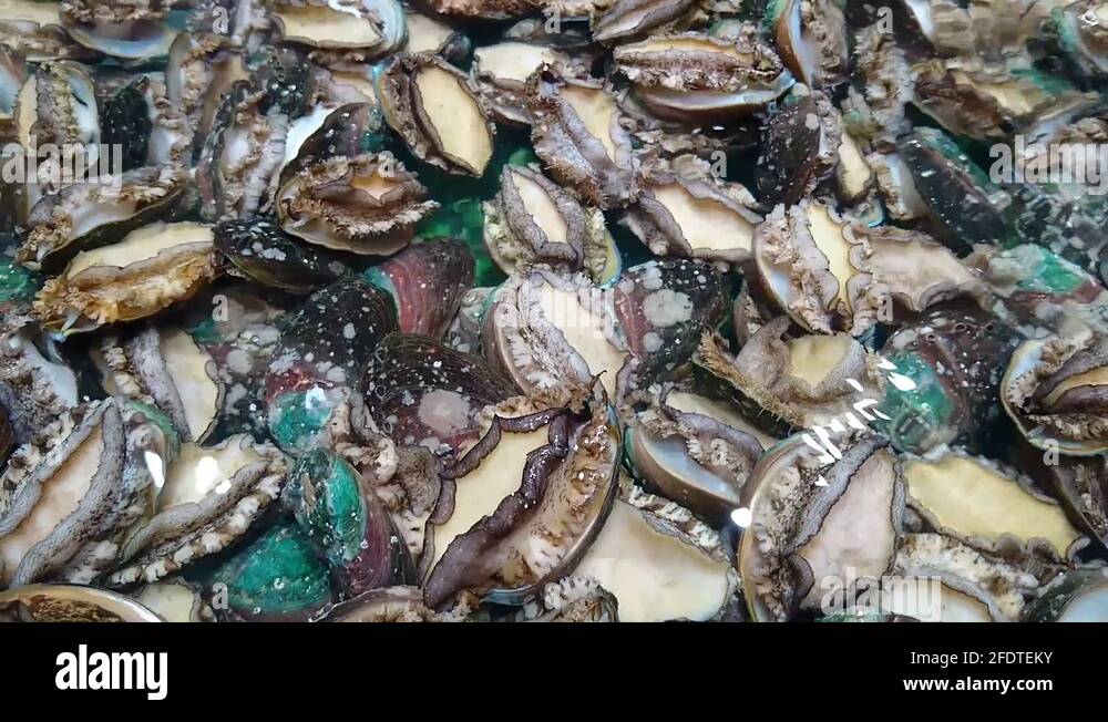 Live abalone Stock Videos & Footage HD and 4K Video Clips Alamy
