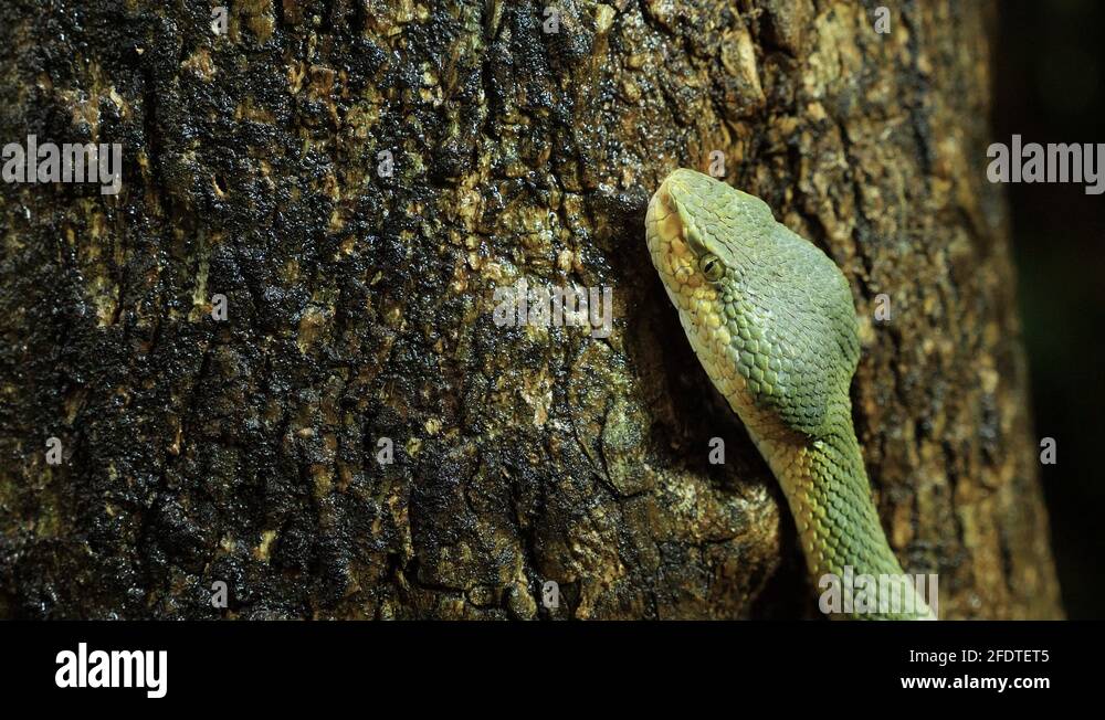 Bamboo pit viper snake Stock Videos & Footage - HD and 4K Video Clips ...