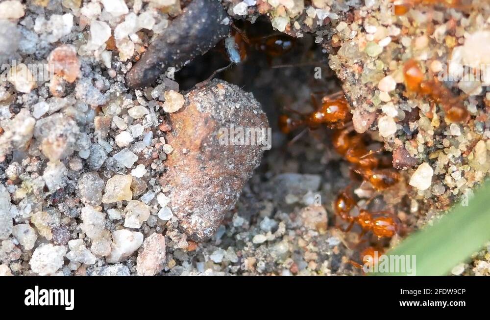 Fire ants nest. Concept of ant colony in the world of bugs life Stock