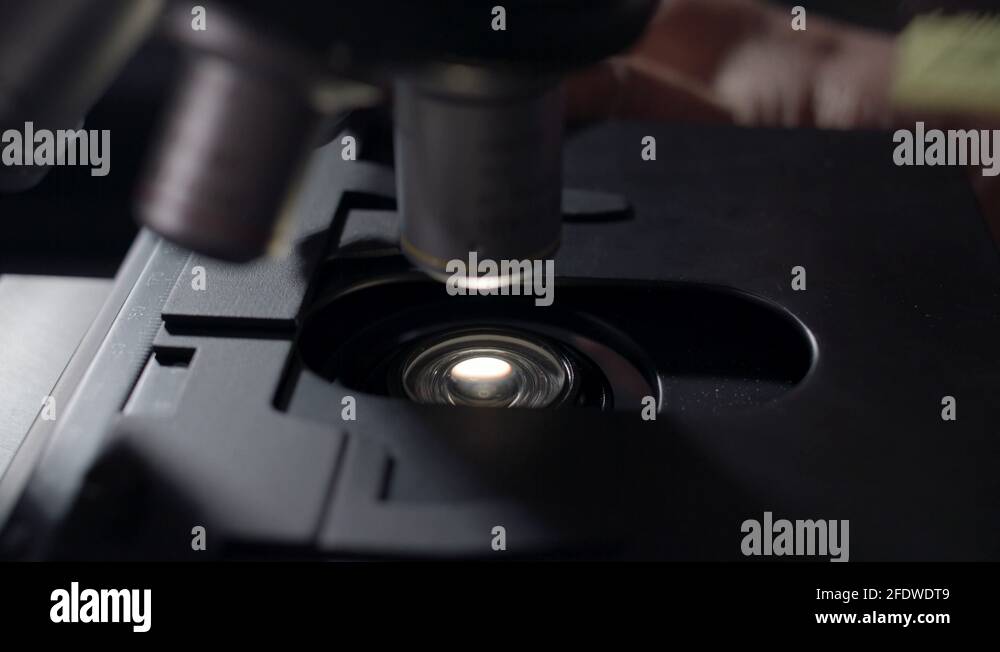 Under microscope Stock Videos & Footage HD and 4K Video Clips Alamy