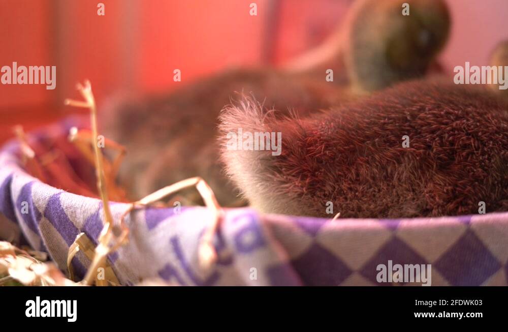 Cute small animals Stock Videos & Footage HD and 4K Video Clips Alamy