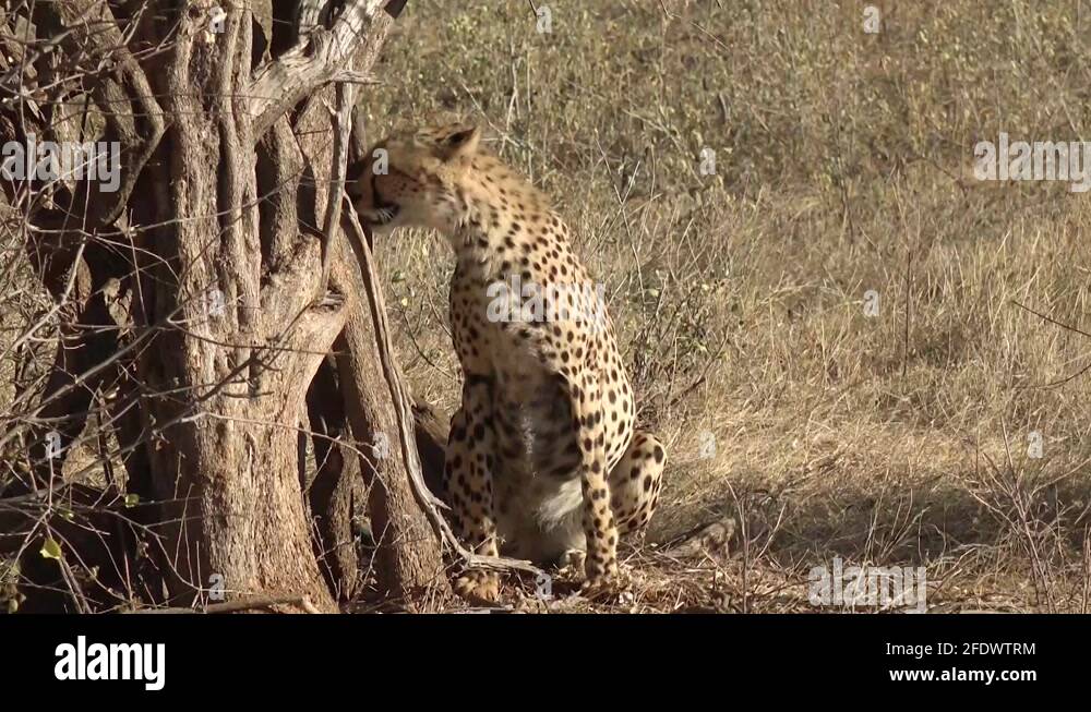 wendy jungle cheetah