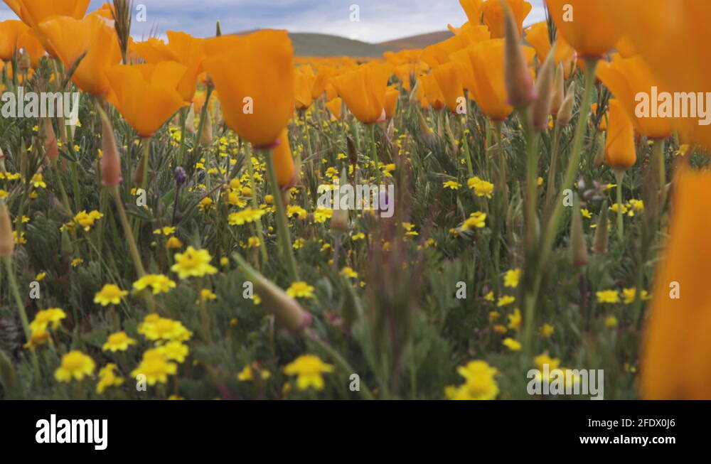 Lancaster poppy reserve Stock Videos & Footage HD and 4K Video Clips