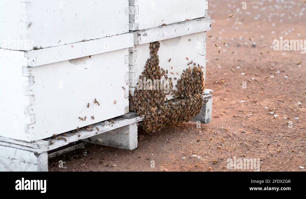 Honeybee Colony Stock Videos Footage Hd And 4k Video Clips Alamy