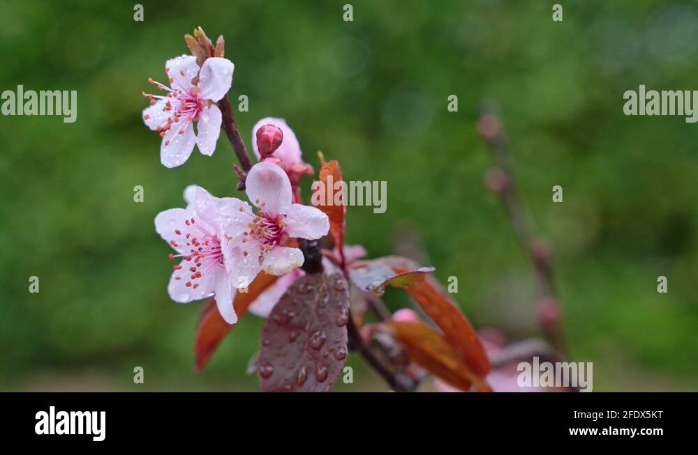 Rain peach orchard bloom Stock Videos & Footage HD and 4K Video Clips