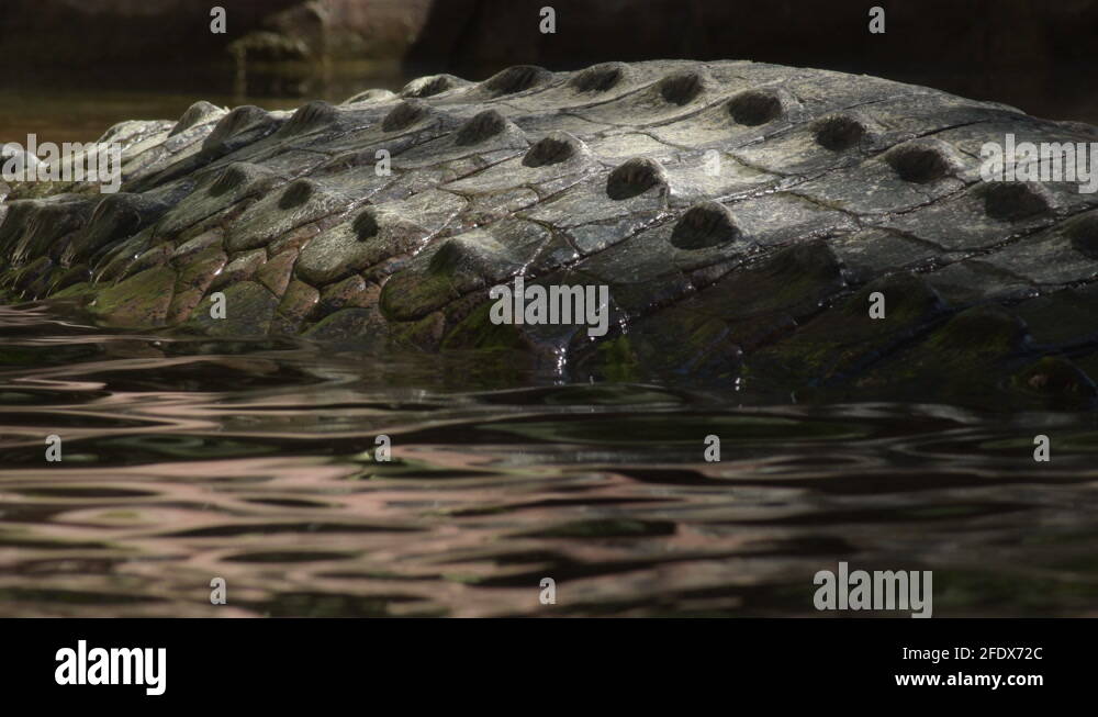 Crocodile reserve malaysia Stock Videos & Footage Biology Diagrams