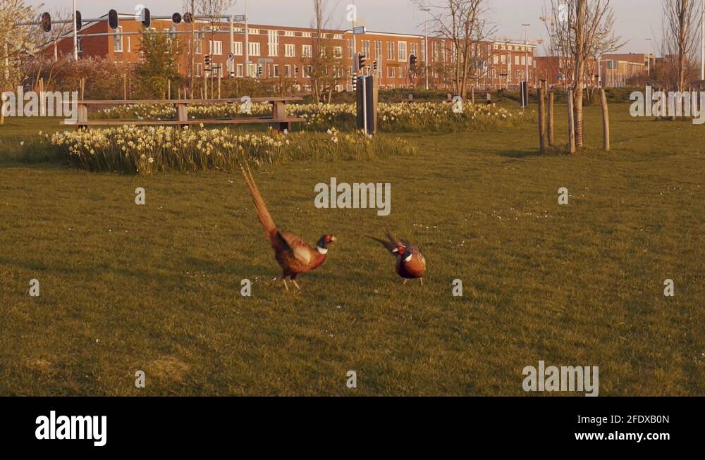 background-two-pheasants-stock-videos-footage-hd-and-4k-video-clips