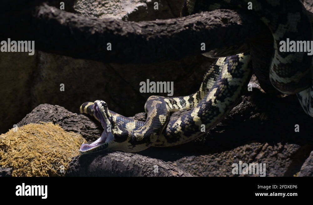 Decoding Snake Behavior Yawning Stress Explained - 6kw9oyl