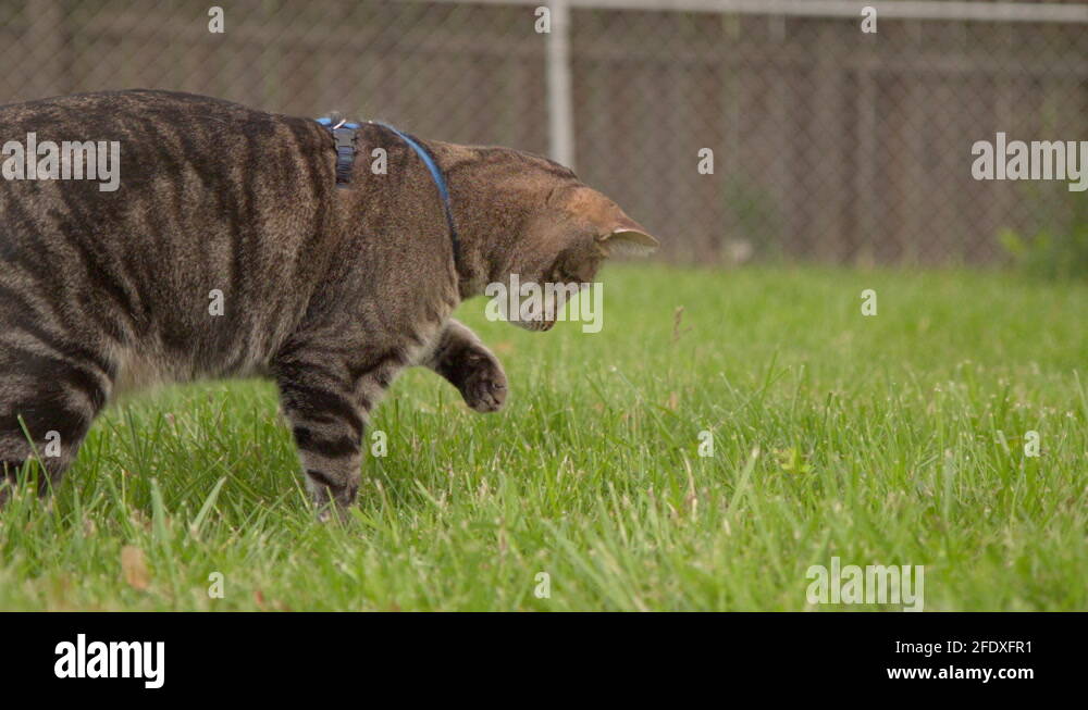 Bugs in grass Stock Videos & Footage HD and 4K Video Clips Alamy