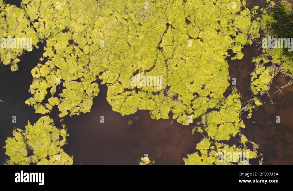 Algae formation Stock Videos & Footage HD and 4K Video Clips Alamy