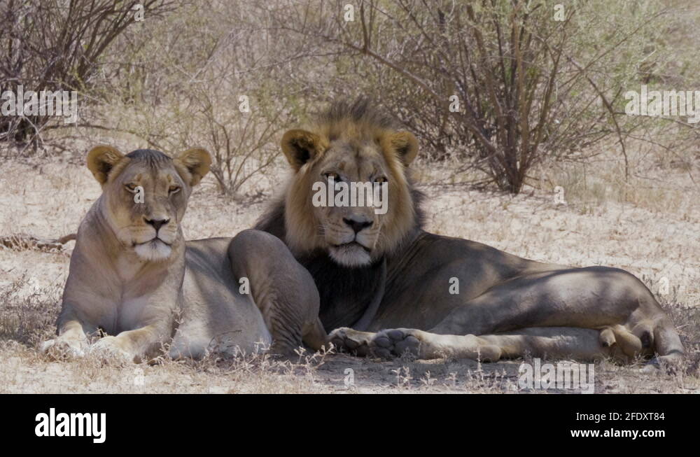 Mating of african lions Stock Videos & Footage - HD and 4K Video Clips ...